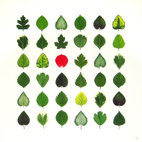 Thirty Five Leaves and One Petal<br>(38 x 38 cm) water colour