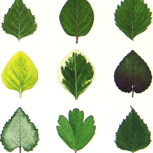 Thirty Five Leaves and One Petal - detail