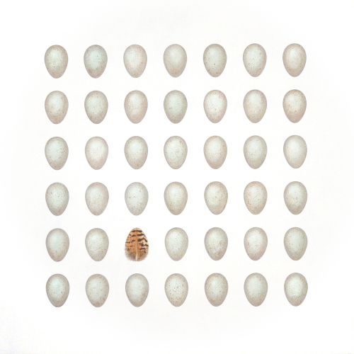 Forty One Blackbirds' Eggs<br>(75 x 75 cm) oil on panel