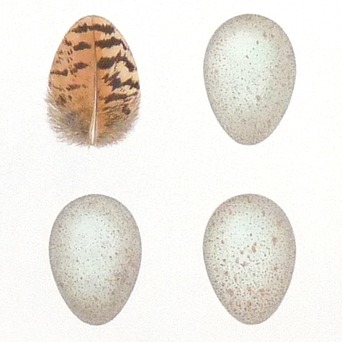 Forty One Blackbirds' Eggs - detail