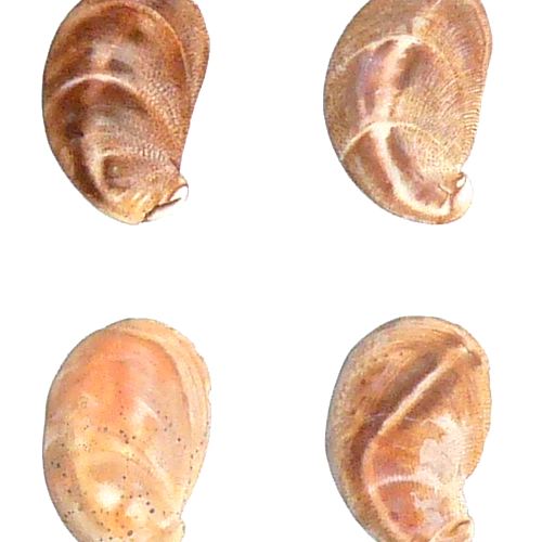 Forty Two Slipper Limpets - detail