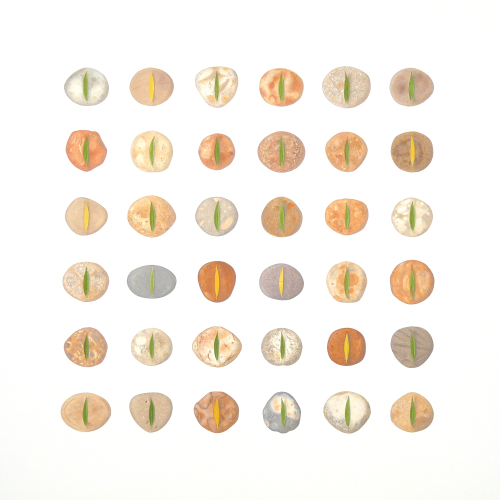 Willow on Stone (80 x 80 cm) oil on panel