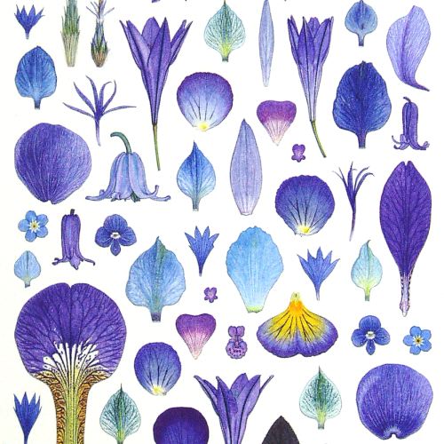 Blue: 69 Petals from 24 Species and a Leaf<br>detail