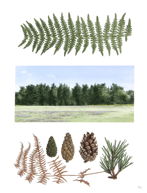 Pipers Wait Pines<br>(38 x 29 cm) water colour