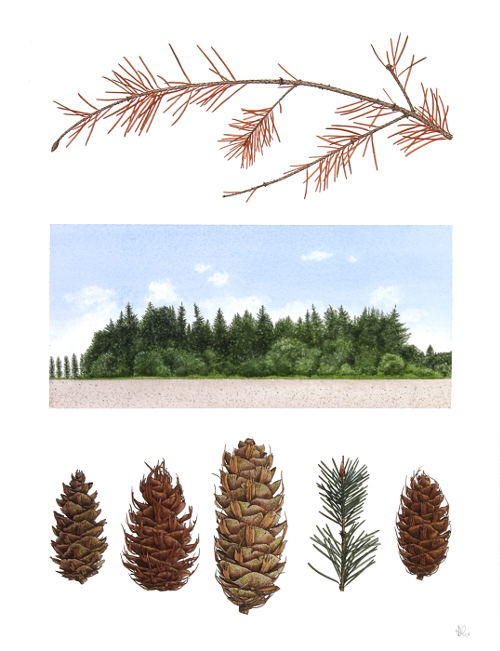 Pseudotsuga (38 x 29 cm) water colour