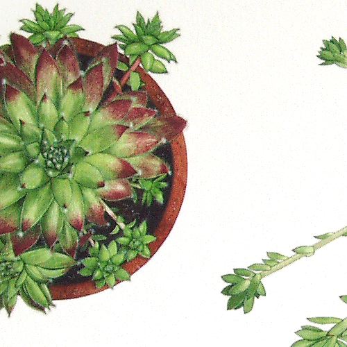 Sempervivum - detail